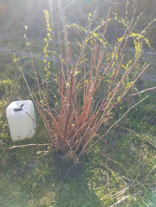 Vende-se framboesa vermelha