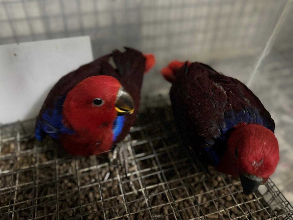 Papagaios Ecletus