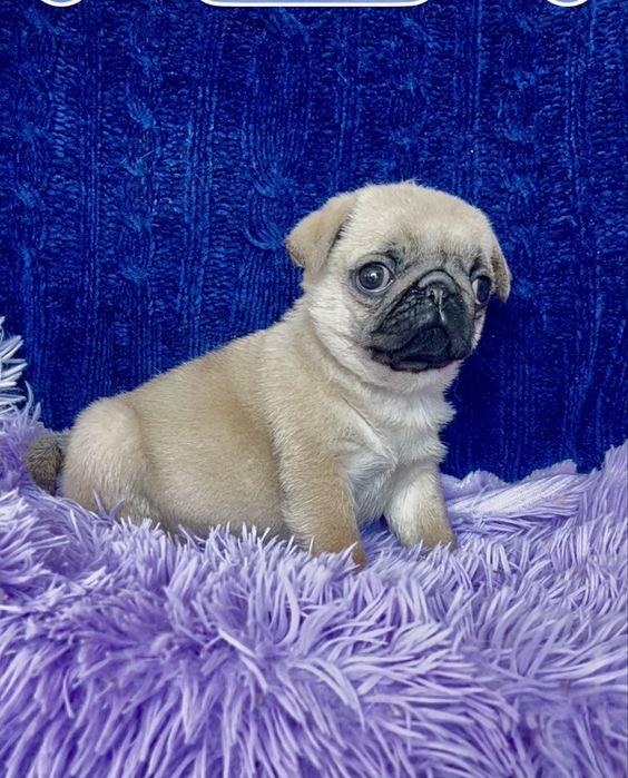 Грайливе мопсенятко