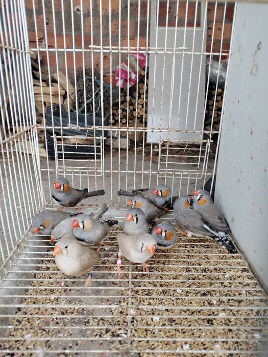 Mandarim  macho e fêmea