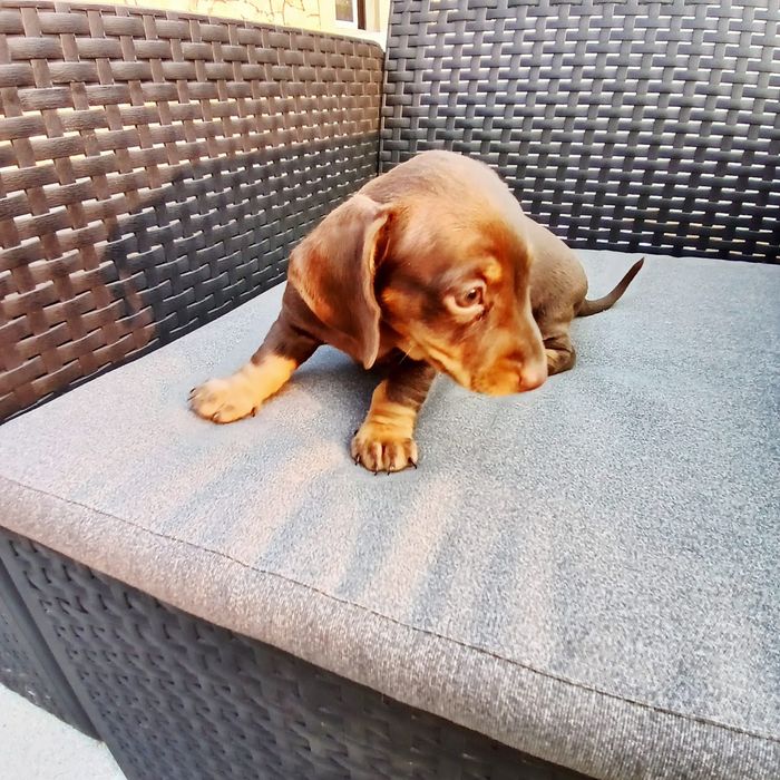 Menina teckel kaninchen top