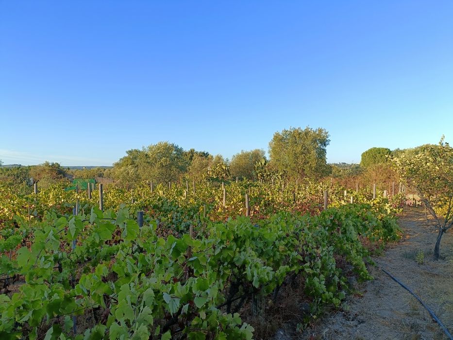 Vende-se terreno rústico