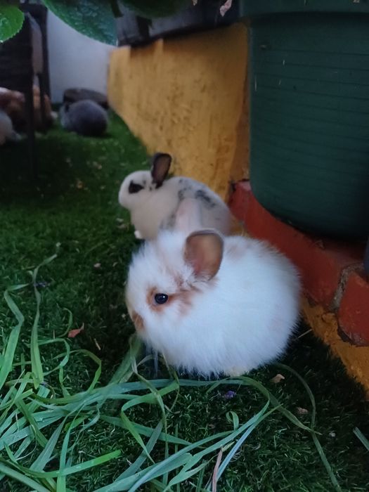 Coelhos anões - flhos de mãe holland lop (orelhas caídas)e pai juba de leão