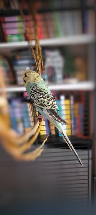 Młoda papużka falista
