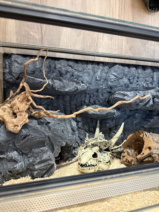 Wąż domowy z terrarium