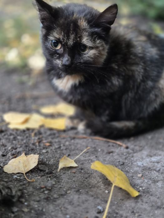 Кошеня дівчинка у добрі руки