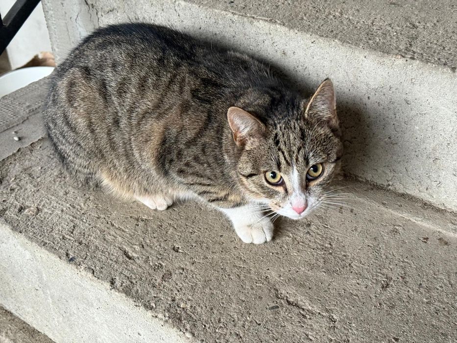 Kot, kotek, kotka 6 miesięcy