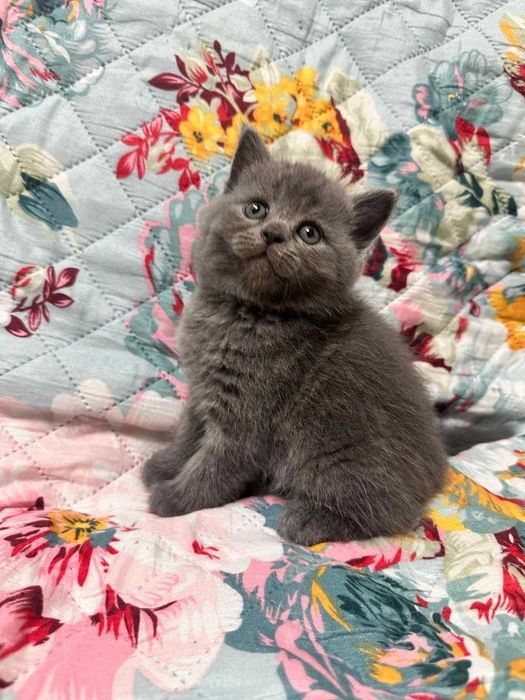Gatinho fofinho muito querido.