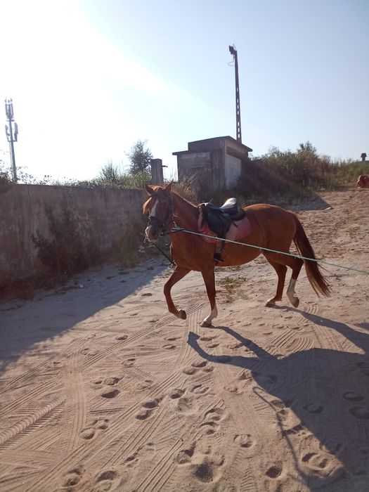 Égua laza 11 anos  cruzada