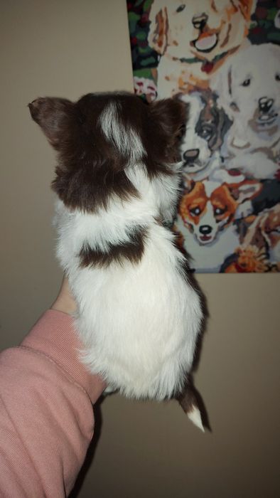 Кукольний міні біро йорк хлопчик. Шоколадне щастя.