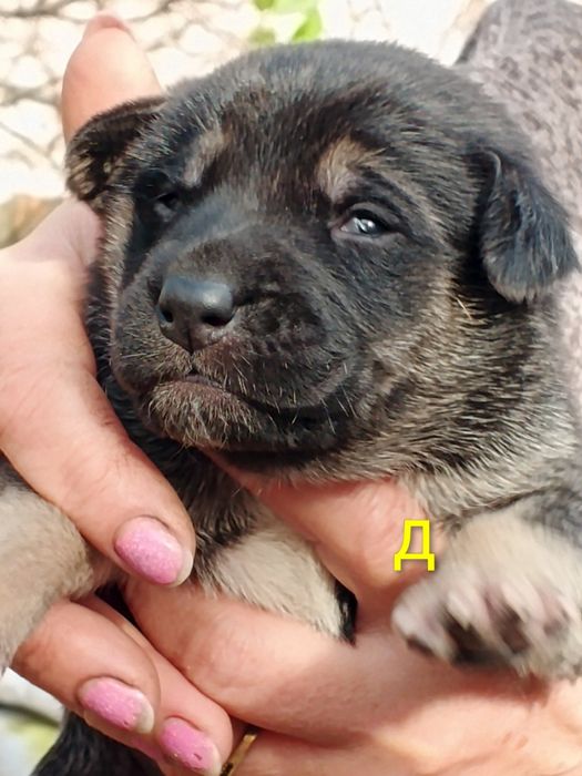 Щенята нiмецької вiвчарки