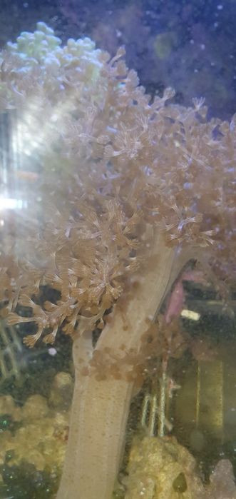 Capnella koralowiec do akwarium morskiego