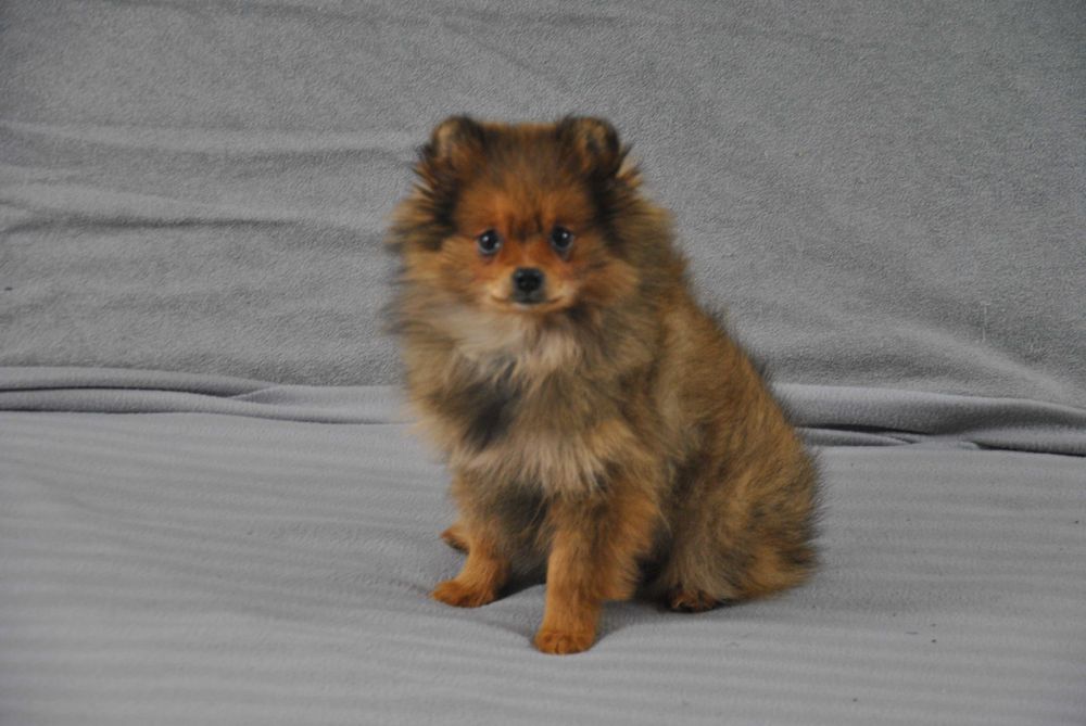 Szpic miniaturowy pomeranian