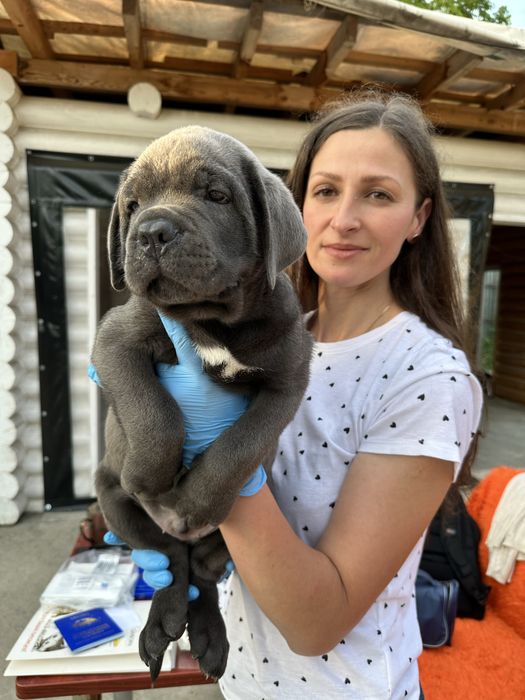 Голубий хлопчик Кане Корсо Денні 2міс– цуценя від професійного клубу