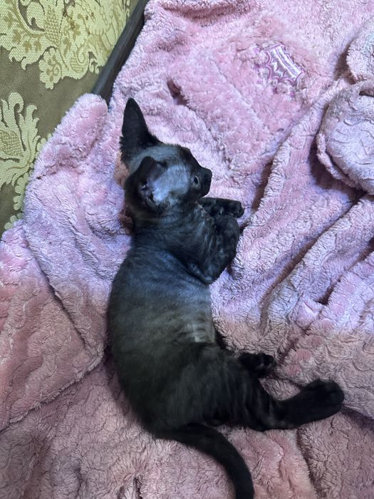 Кошеня Девон Рекс