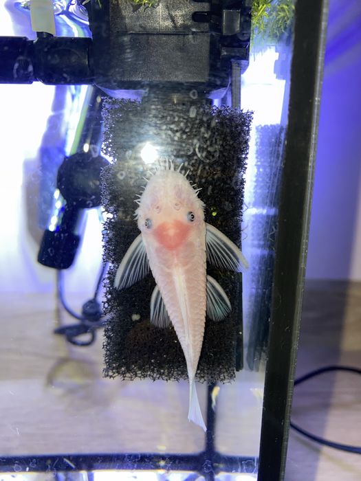 Ancistrus Snow White glonojad samiec