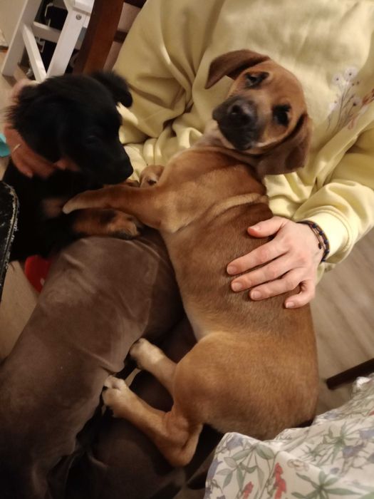 Szczeniaki do oddania