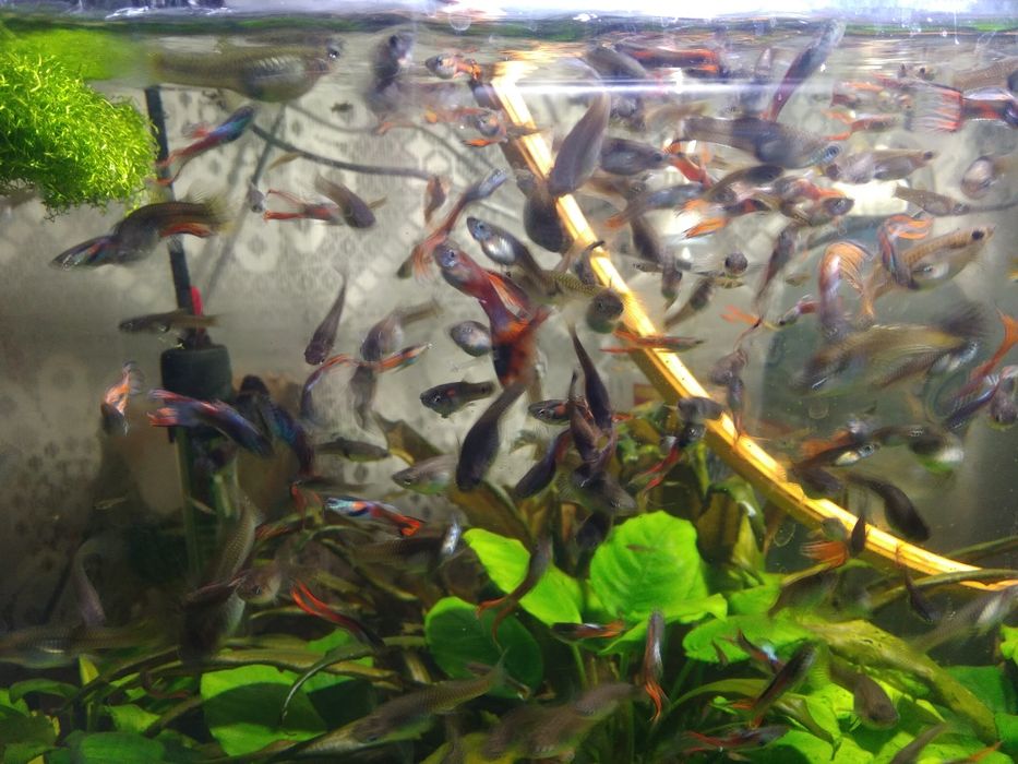 Гуппи    ассорти