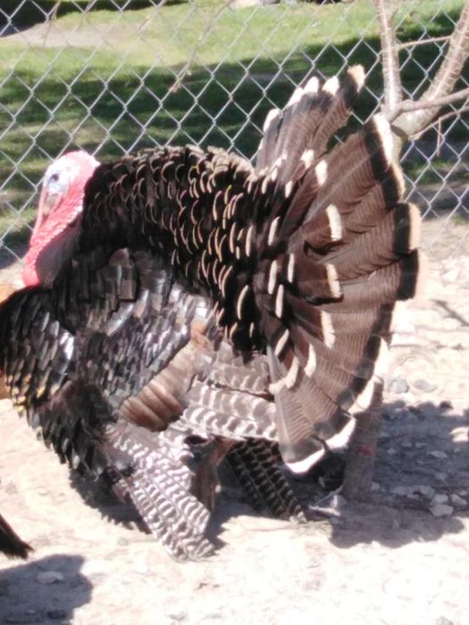 Indyki i indyczki młode