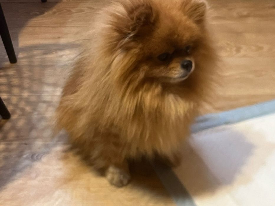Dorosły Szpic Miniaturowy Pomeranian