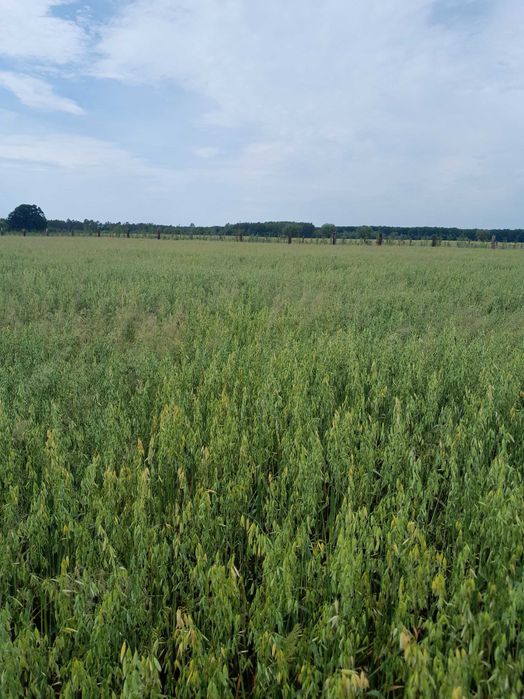 Owies ozimy Snowbird Kws  po centrali gęstość 51,1