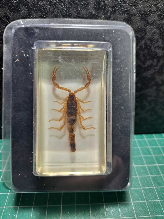 Escorpiões em resina embalados.