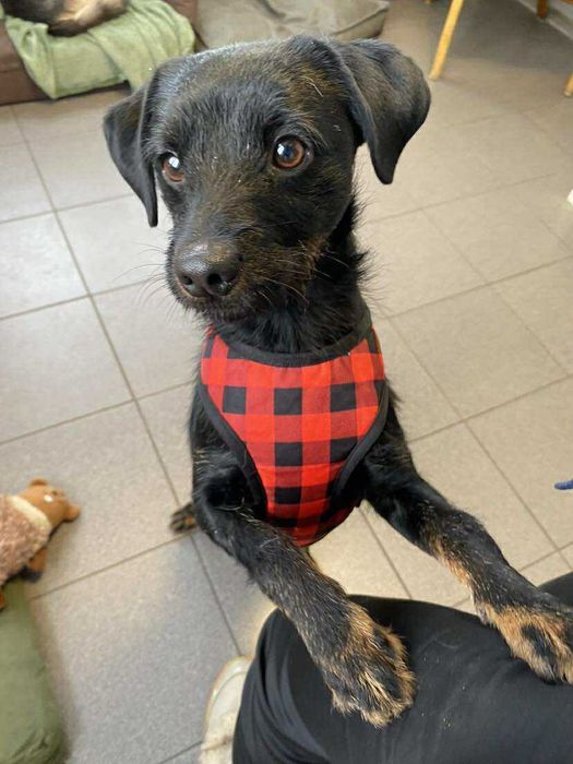 REKSIO pies szczeniak adopcja schronisko