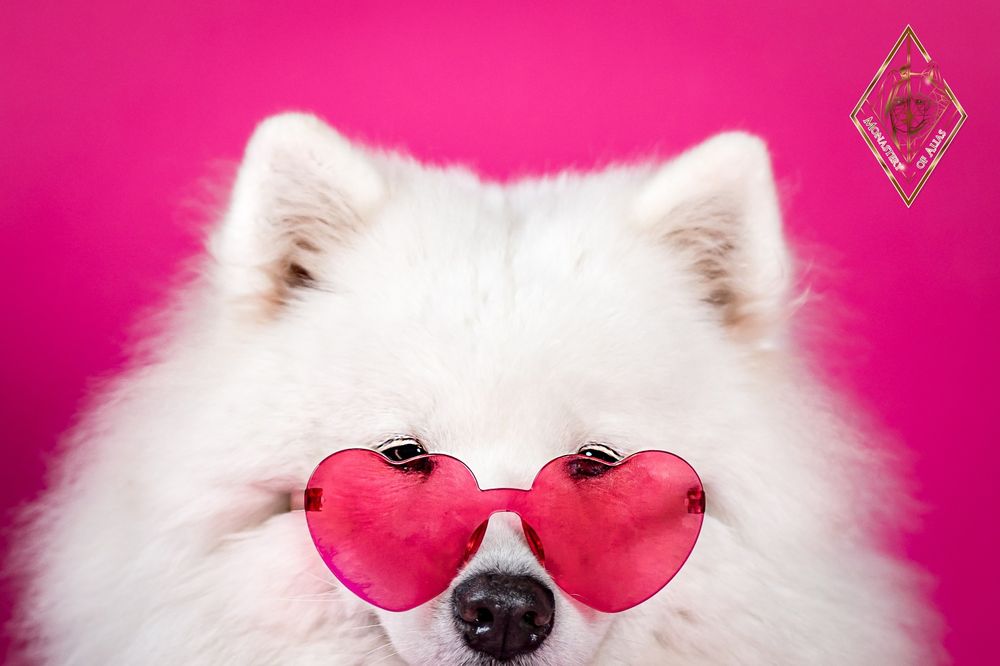 Samoyed/ Samoyed FCI/ Samojed – planowane mioty jesień/ zima 2026 | ZK