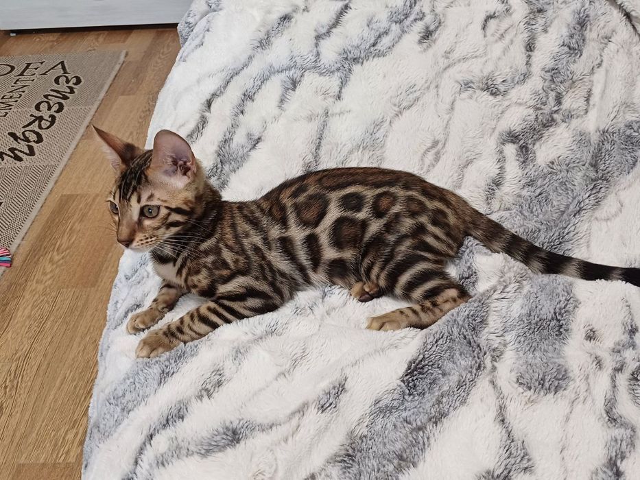 Бенгальські кошенята