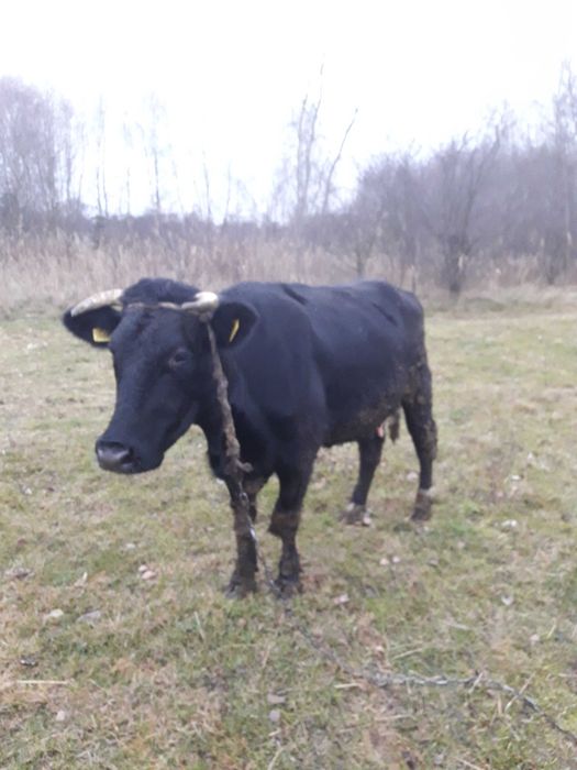 Sprzedam młodą krowę