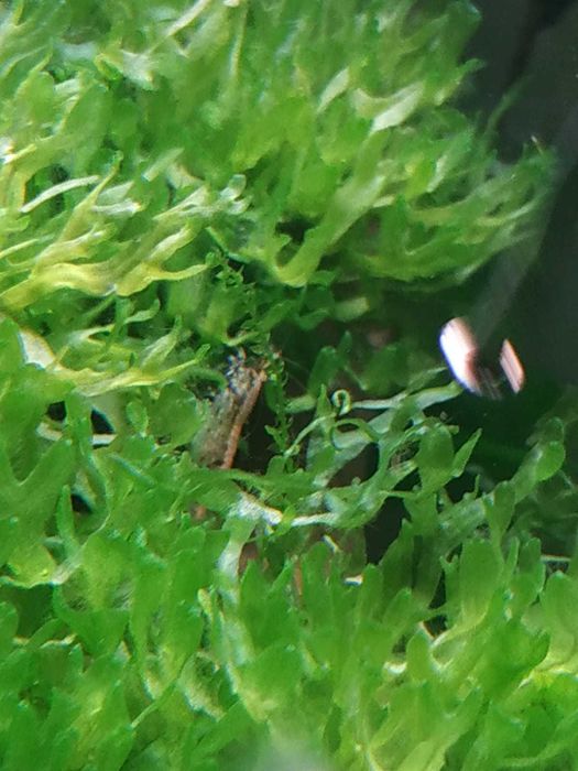 Krewetki stadko 15szt