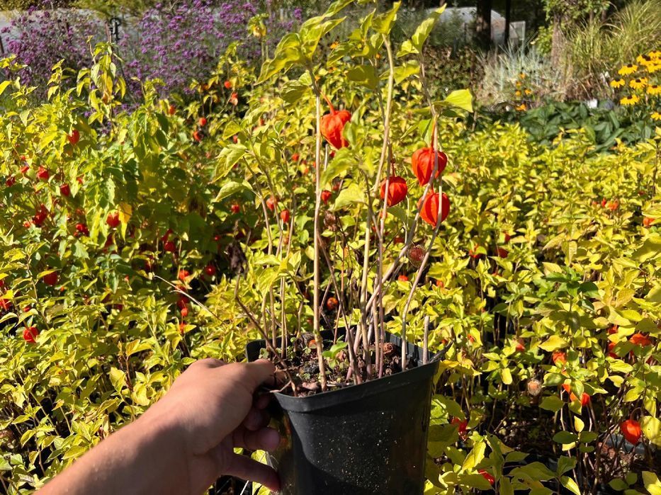 Miechunka Rozdęta (Physalis franchetii) Czerwone Lampiony 2.0L