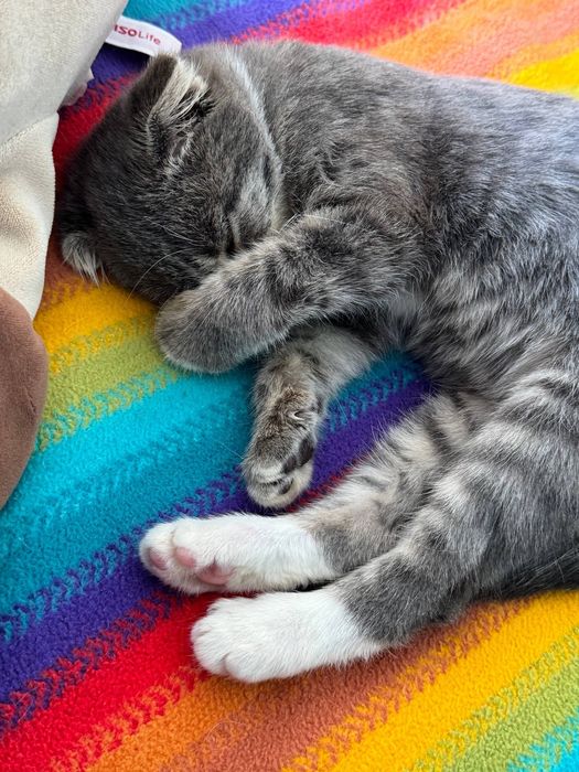 висловухе кошеня хлопчик