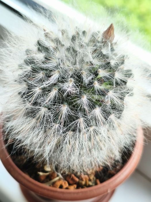 Мамілярія бокасана (mammillaria bocasana), дорослий пухнастий кактус 8 см. з дітками
