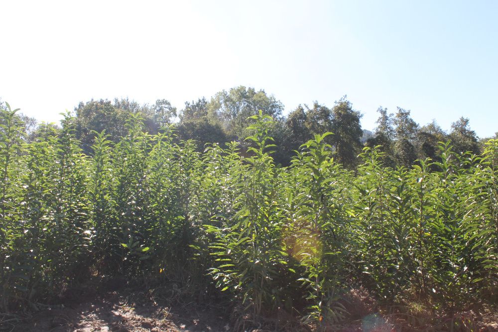 Castanheiros Bravos e Enxertados