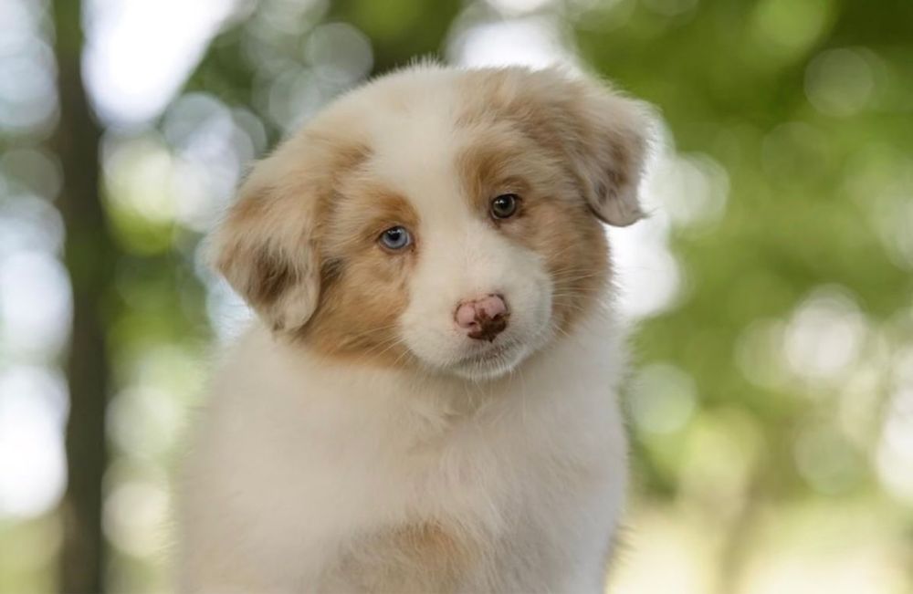 Pastor Australiano Red Merle (LOP e afixo)