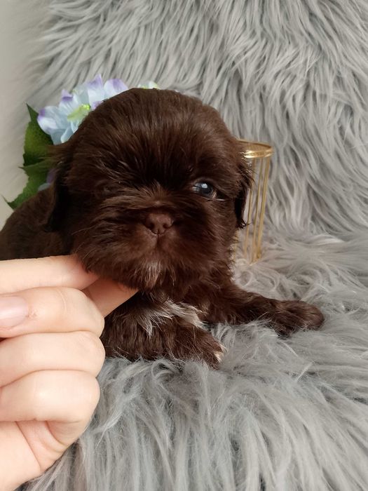 Piękny chłopak rasy Shih-Tzu szuka domku