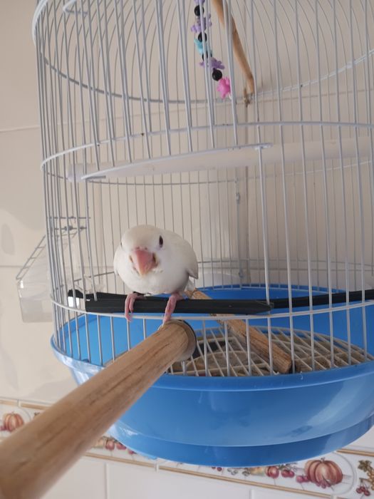 Gaiola redonda para aves