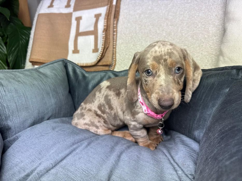 jamnik miniaturowy szczeniak