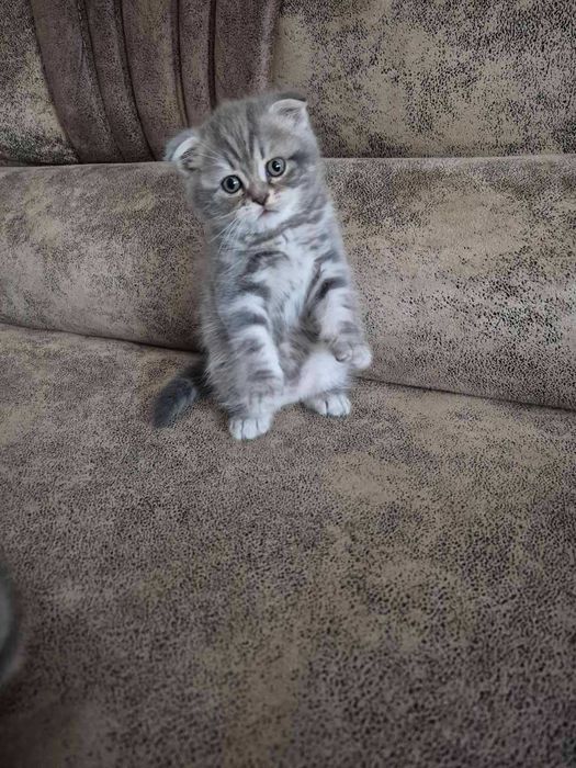 Продам шотландських кошенят, скоттиш страйт.