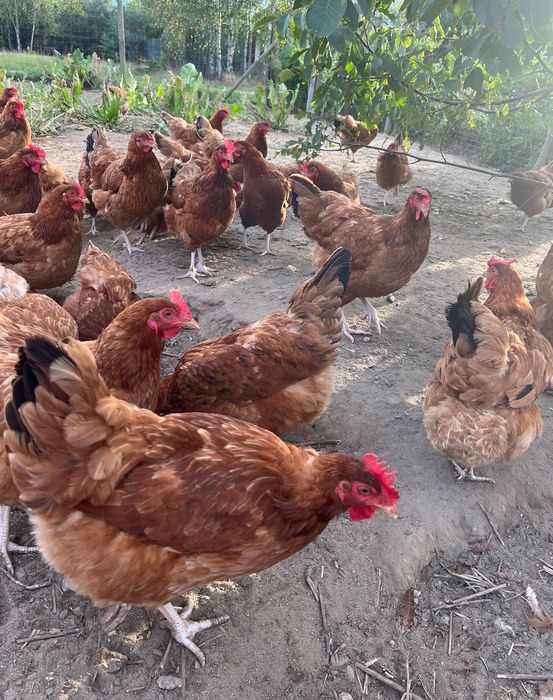 Jajka, jaja wiejskie 1,10 zł od kur z wolnego wybiegu