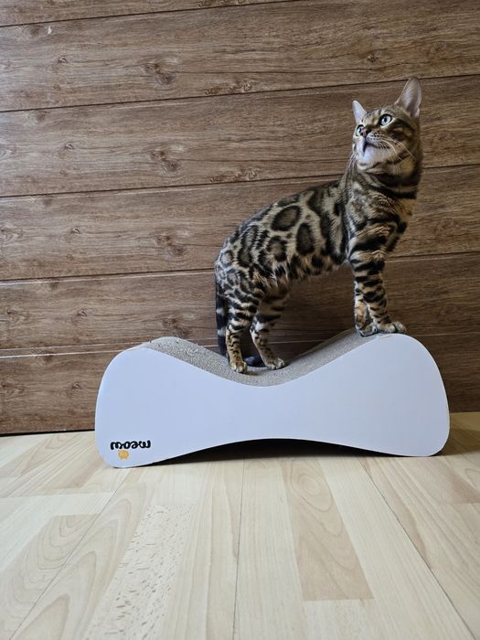 Бенгальський клубний кіт в'язка  бенгал вязка