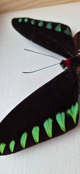 Motyl w gablotce Trogonoptera trojana na ścianę otwierana