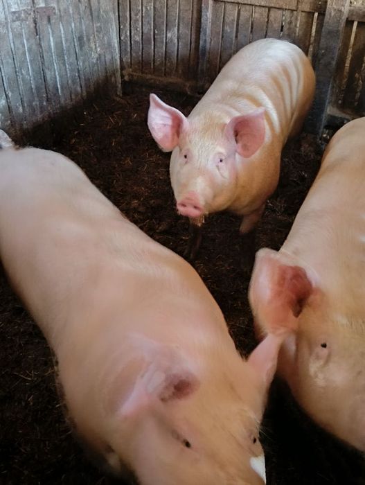 Sprzedam tucznika chowu własnego