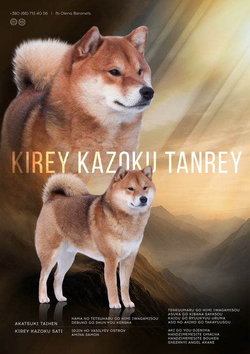Вʼязка Шиба Іну Shiba Inu