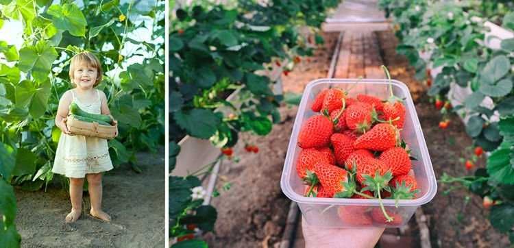 Теплиця 25мм +вікна Парник 6м2,10м2,18м2 Теплица Польша Тунель Теплиці