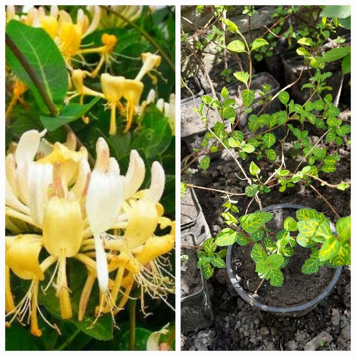 Декоративні кущі.