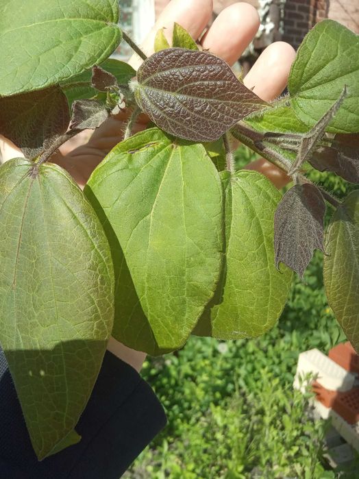 Семена  Катальпы. Роскошное , красивое дерево.