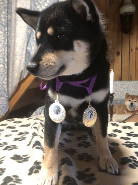 Shiba Inu,, urodziły się cudeńka, Rajsobie(FCI).