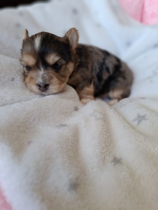 Yorkshire terrier sunia merle